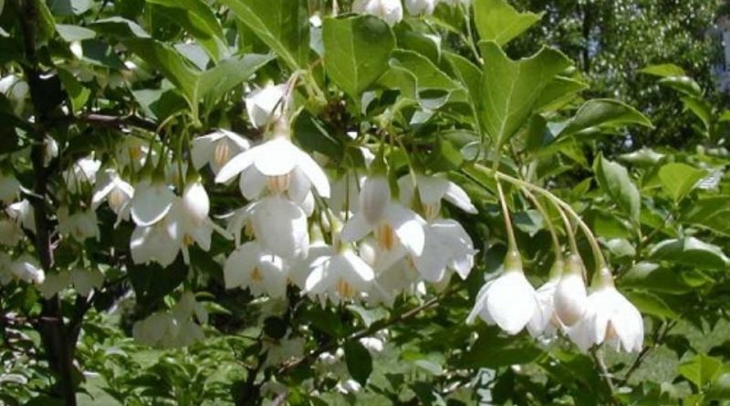 Styrax benzoin