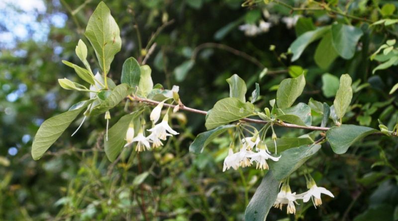 Styrax officinalis