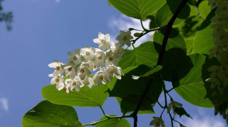 Styrax paralleloneurum