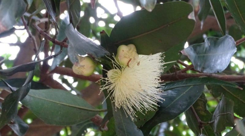 Syzygium jambos