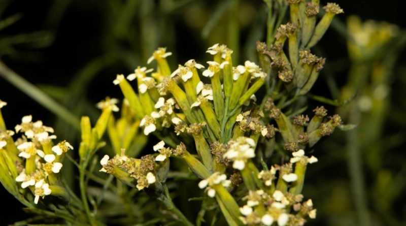 Tagetes minuta