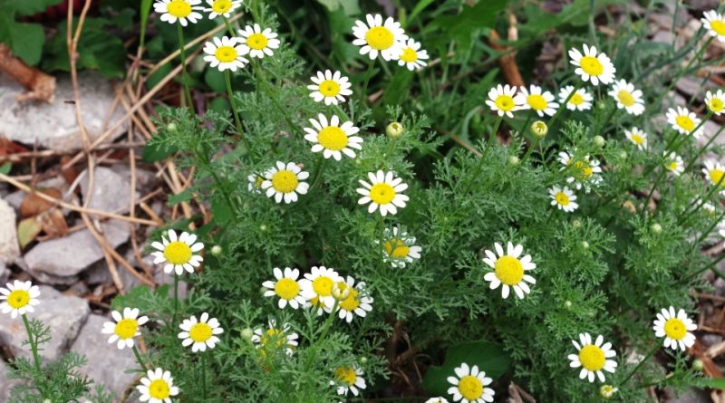 Tanacetum cinerariifolium