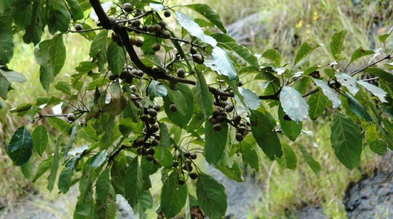 Terminalia bellirica