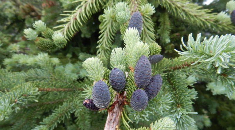 Abies lasiocarpa