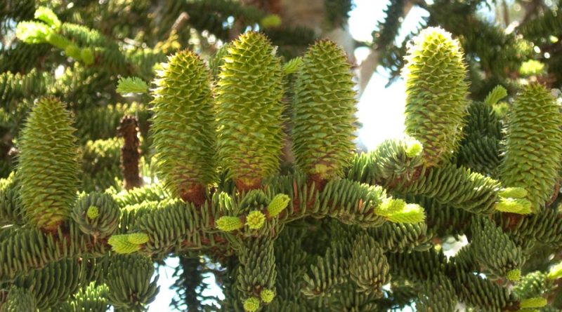 Abies magnifica