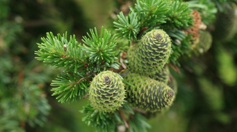 Abies sachalinensis