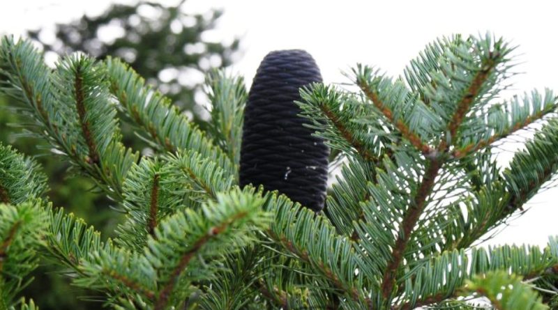 Abies spectabilis