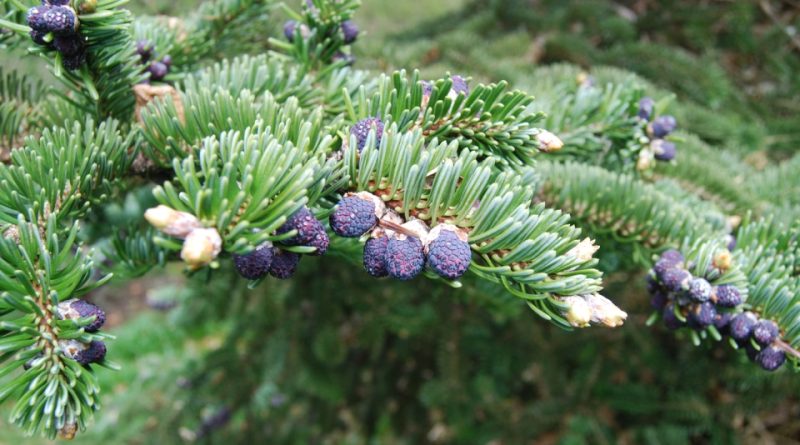 Abies squamata