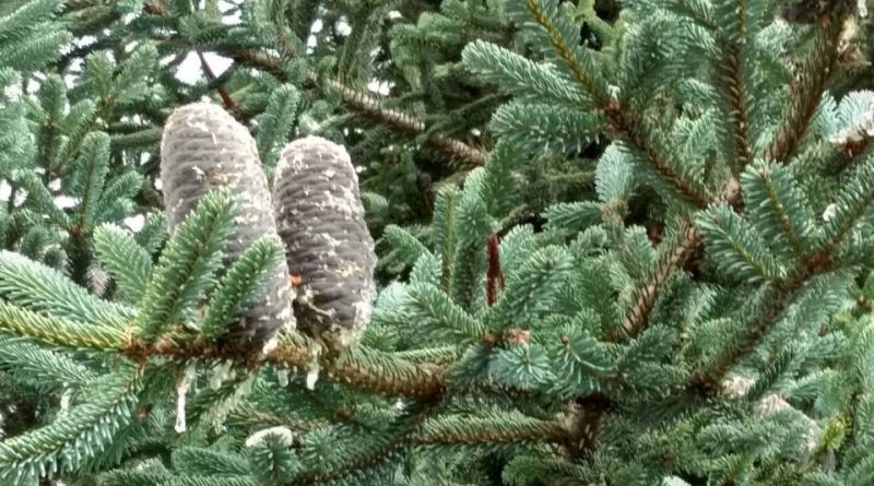 Abies vejarii