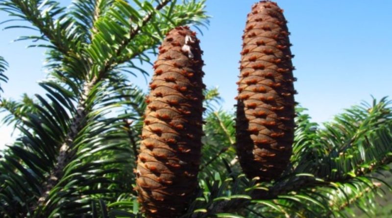 Abies ziyuanensis