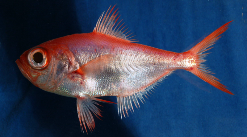 Beryx splendens