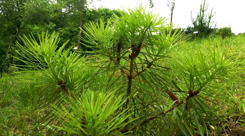 Cathaya argyrophylla