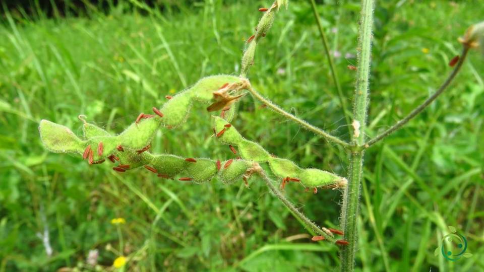 Lomentum meaning, definition, etymology, morphology, function