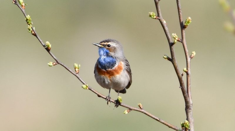 Luscinia svecica