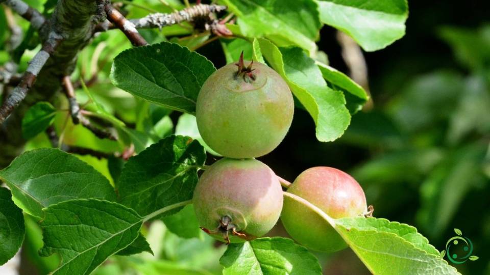 Reproduction of Crab Apple Habitat, Propagation, Ecology