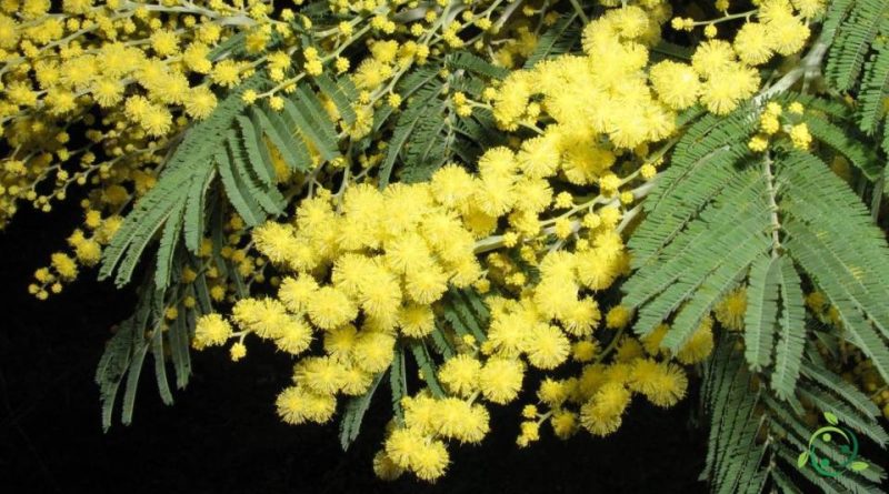 Riproduzione della Mimosa