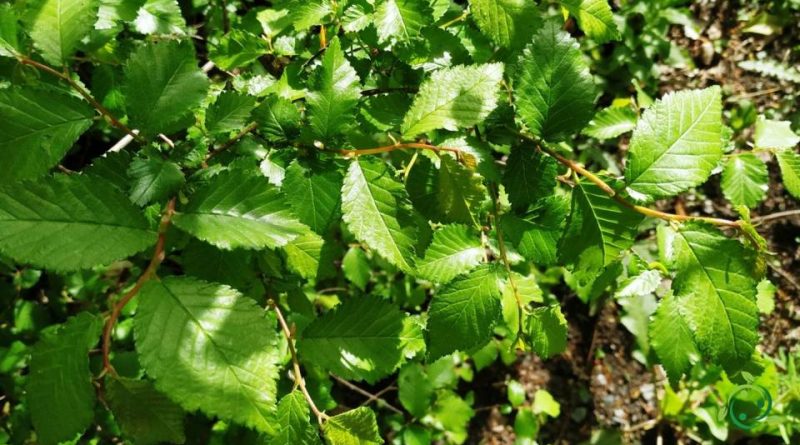 Riproduzione dell’Olmo campestre