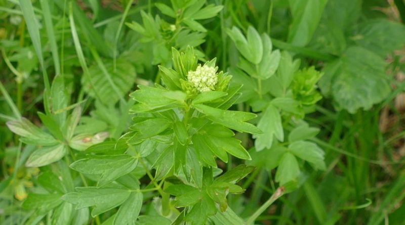 Thalictrum flavum