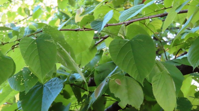 Tilia americana