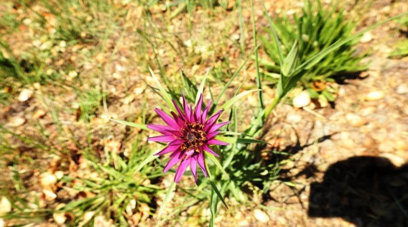 Tragopogon porrifolius