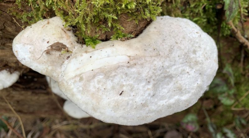 Trametes suaveolens