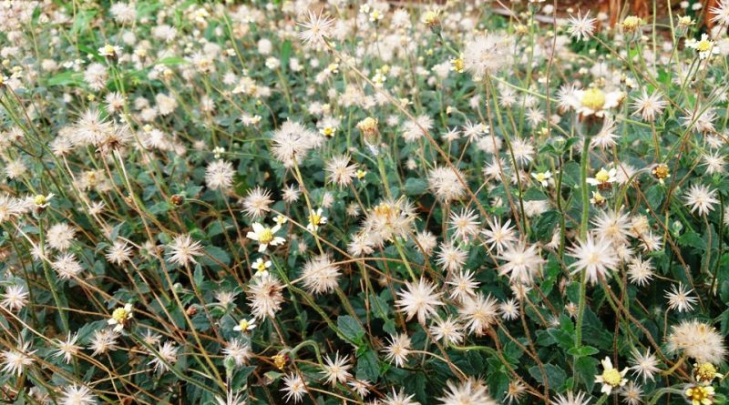 Tridax procumbens