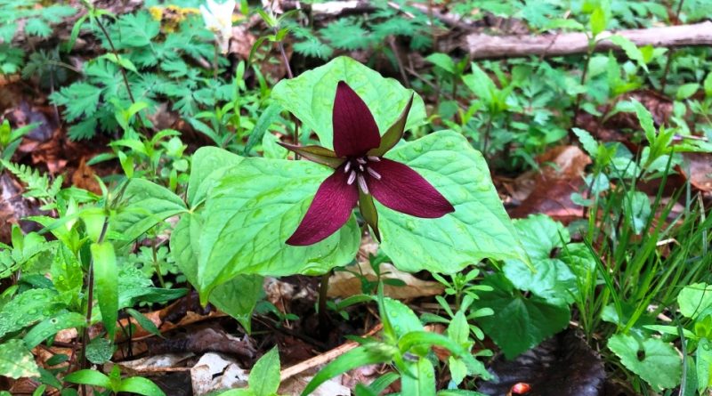 Trillium erectum