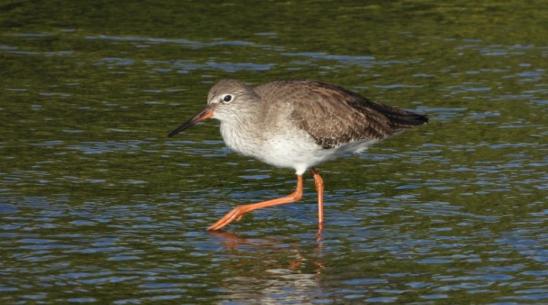 Tringa totanus