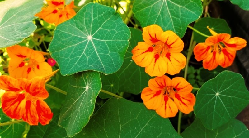 Tropaeolum majus