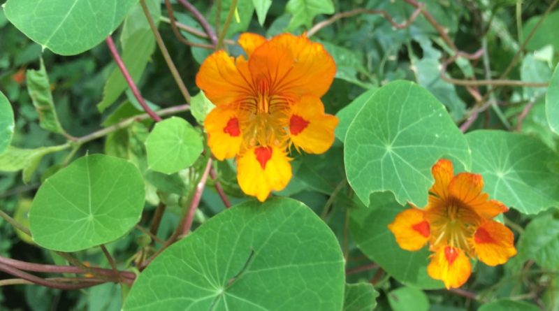 Tropaeolum minus