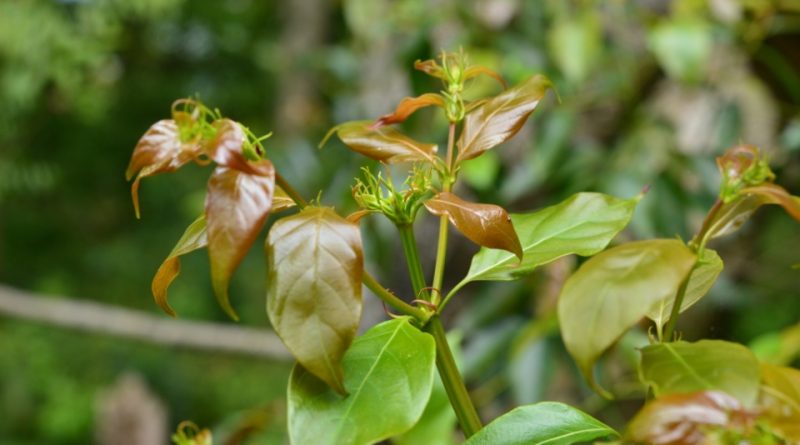 Uncaria rhynchophylla