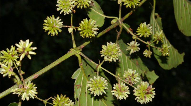 Uncaria tomentosa