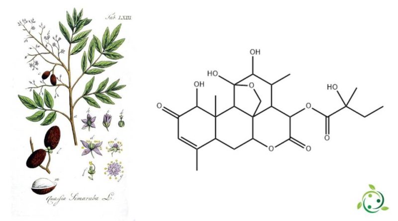 Glaucarubinone