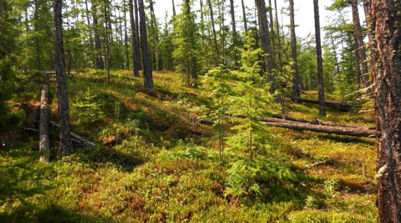 Larix czekanowskii