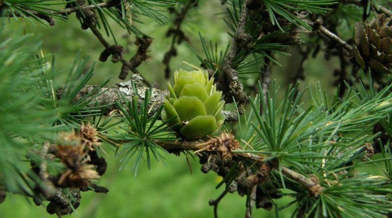 Larix gmelinii