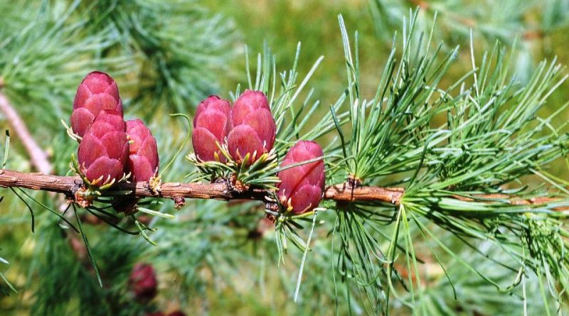 Larix laricina