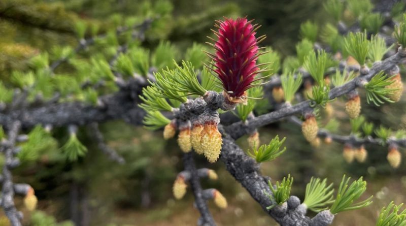 Larix lyallii