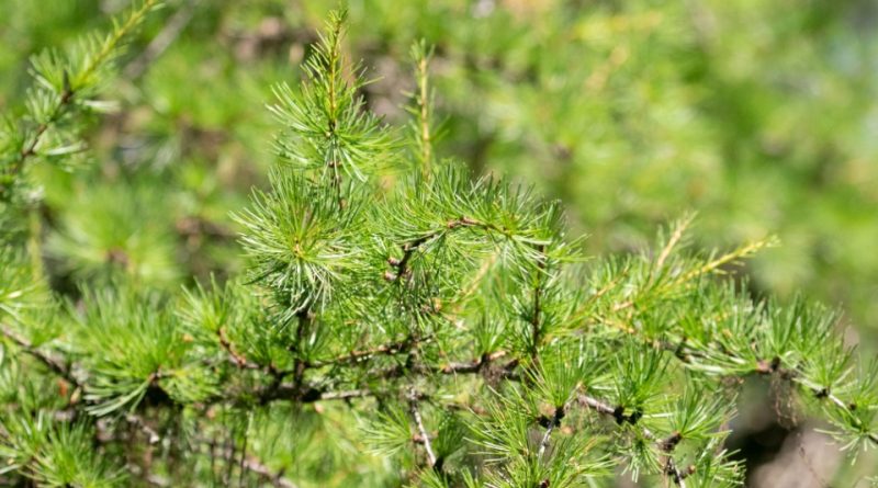 Larix occidentalis