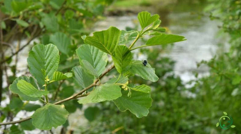 Riproduzione dell’Ontano nero