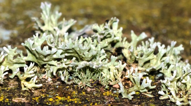 Usnea glabrata