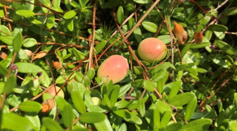 Vaccinium macrocarpon