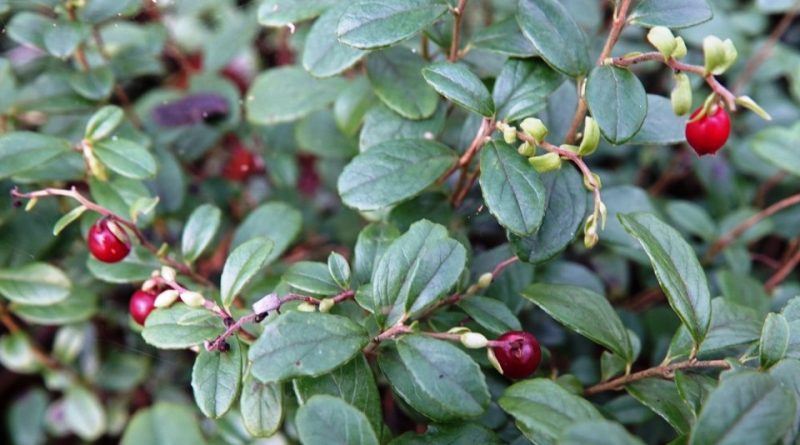 Vaccinium vitis-idaea