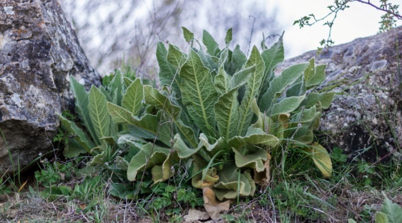 Verbascum densiflorum