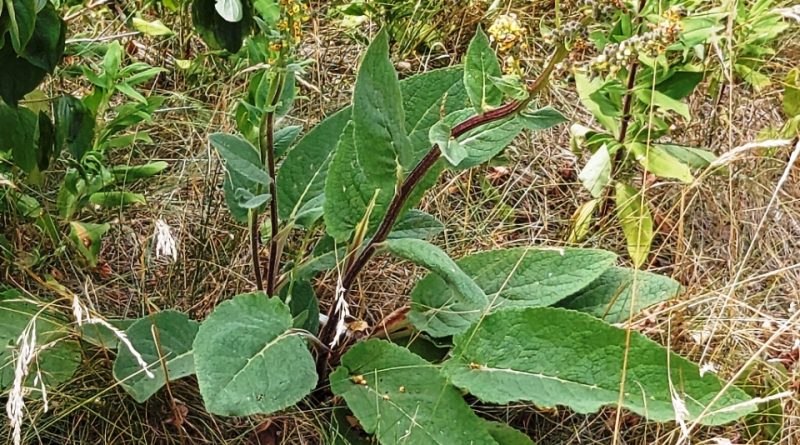 Verbascum nigrum