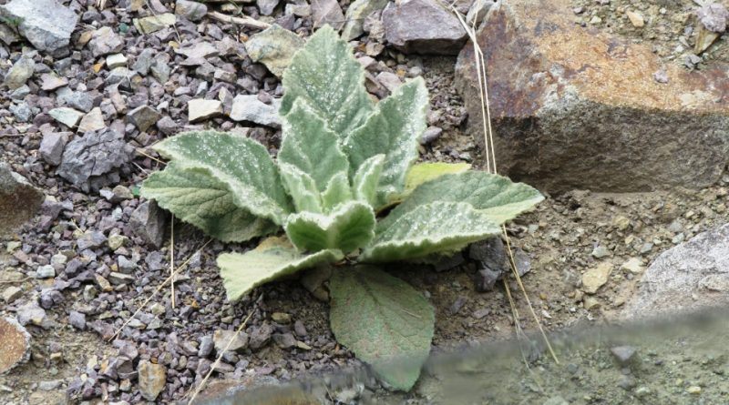 Verbascum thapsus: Sistematica, Etimologia, Habitat, Coltivazione