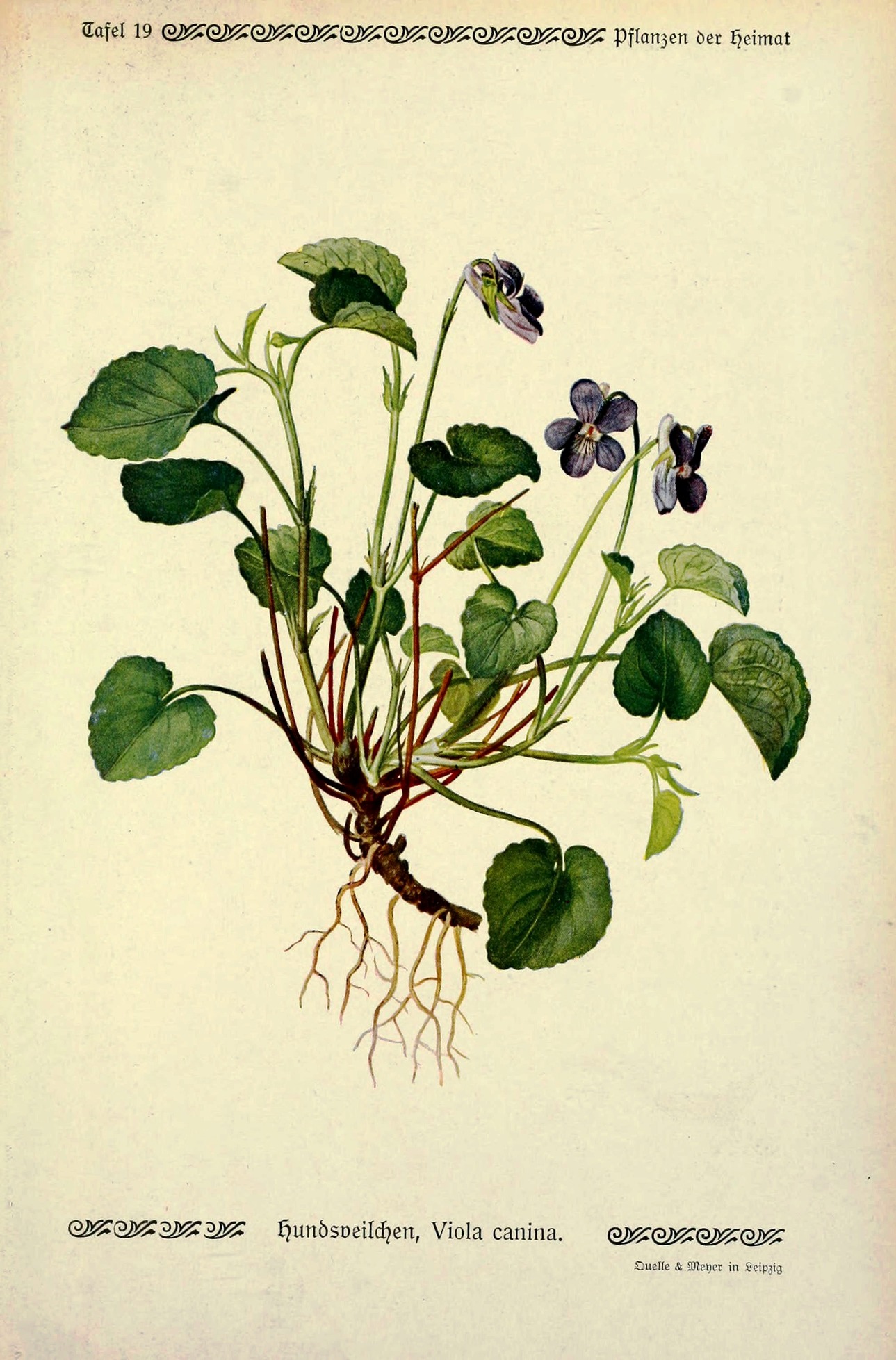Viola canina Systematics, Etymology, Habitat, Cultivation