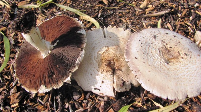 Agaricus bresadolanus