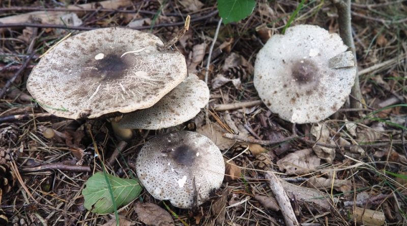 Agaricus moelleri