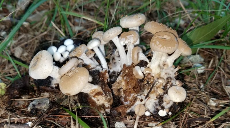 Asterophora lycoperdoides