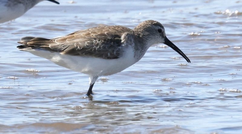 Calidris ferruginea